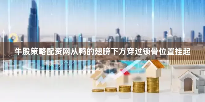 牛股策略配资网从鸭的翅膀下方穿过锁骨位置挂起